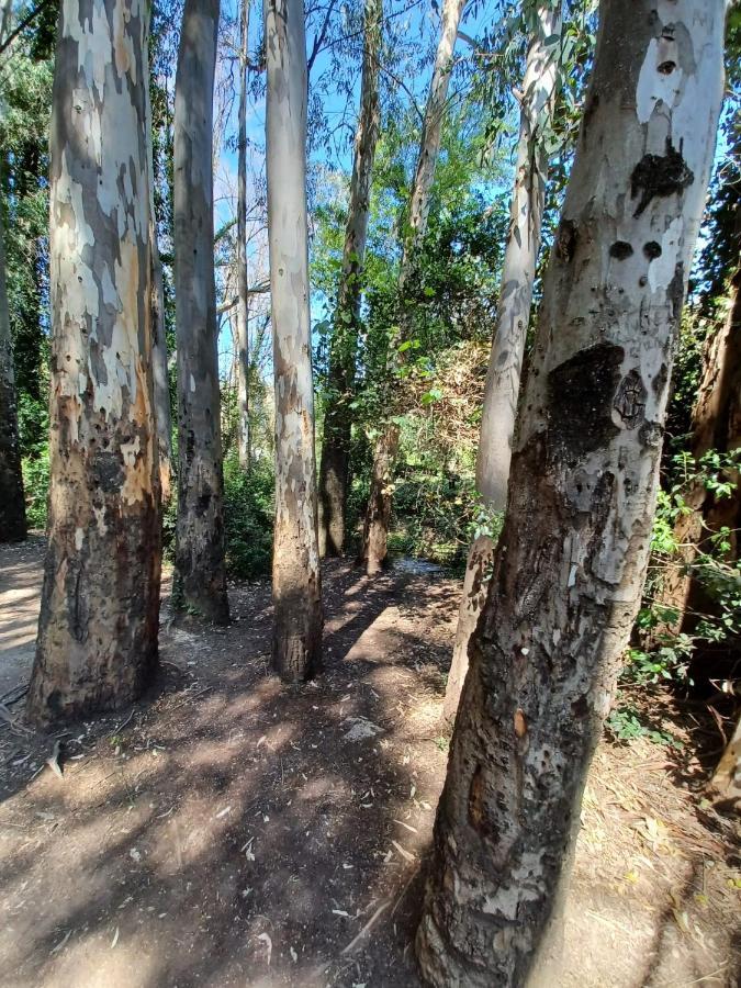 Casa Sendero Del Rio Villa El Bosque Dış mekan fotoğraf